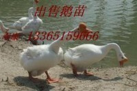 ն۸żҿڶ۸Ƕ۸