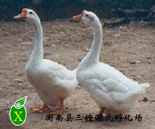 ֱֳֻƷְ׶