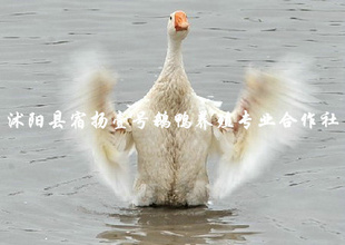 궫Ʒʸ߻ӭ