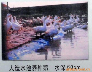 ֱ۸