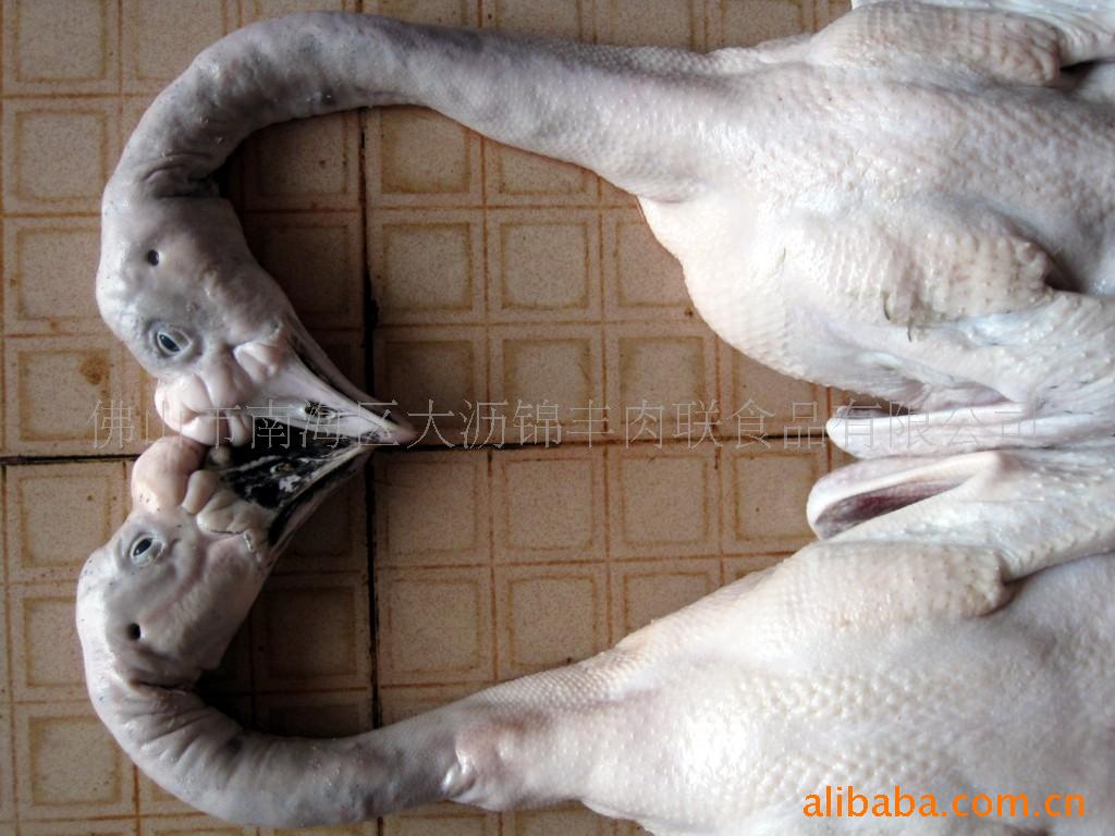 ʡ׶