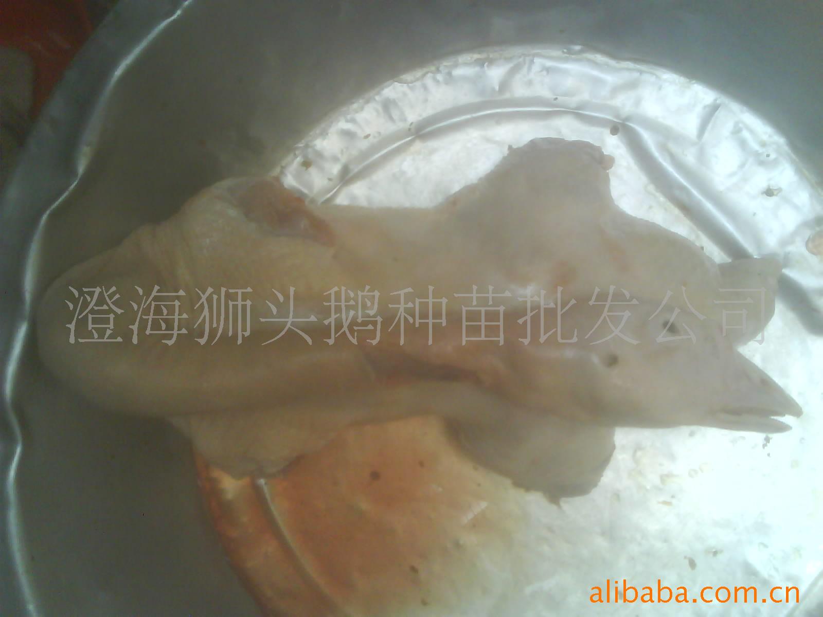 κʨͷ׳Ʒ壩