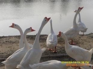 ӹ죬ӭ綩15250794683