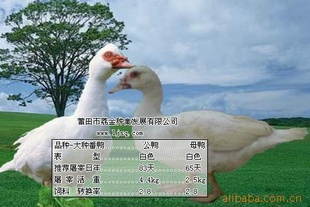 [ֱ]Ѽ(ȴ.....)±