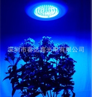 深圳led厂家植物生长灯用3W蓝光440-450nm大功率led灯珠