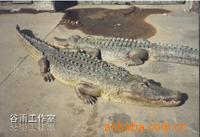 大型仿真工艺鳄鱼