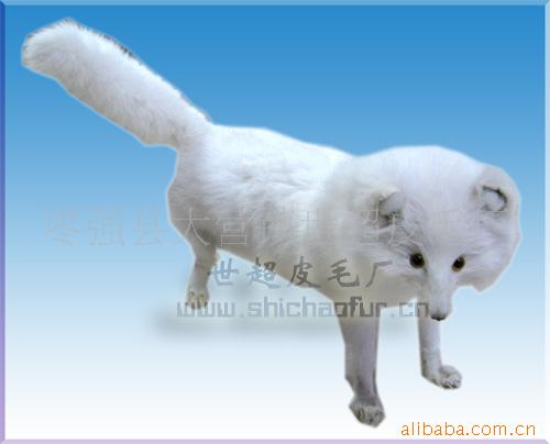 ëƷ
