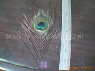 雀羽毛/山鸡毛/火鸡毛/鸵鸟毛/羽毛工(图)