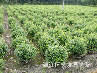 小叶女贞球冠幅40-100公分