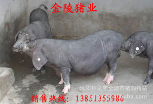 մ괿÷ɽĸ۸ͷȫ