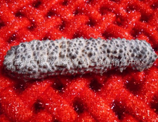 Ұɹ--ΣCurryFish