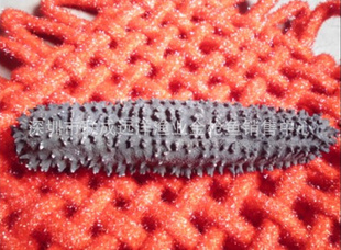 Ұɹ--÷ΣPicklyRedFish
