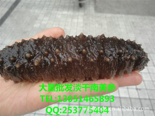 大量批发淡干南美参,墨西哥足参,南美参,南美剌参,盐渍南美参