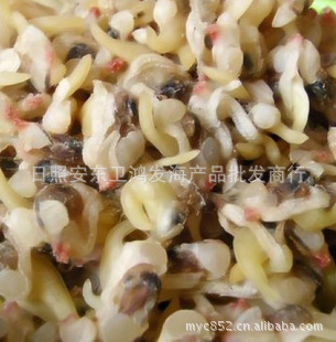 批发日照蛤蜊肉/无沙淡干蛤蜊肉/花蛤蜊干,干海产品批发