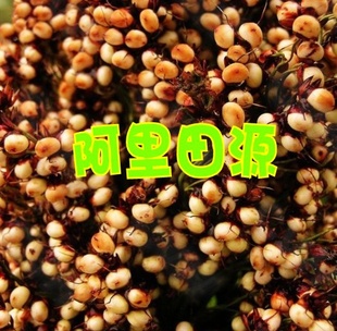 ѿǸ/ɸش