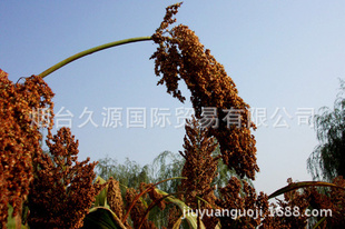 进口高粱批发,进口红白高粱,进口批发高粱酿酒,美国澳洲