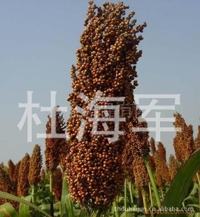СŴ