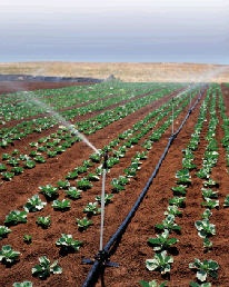 ȲƷ