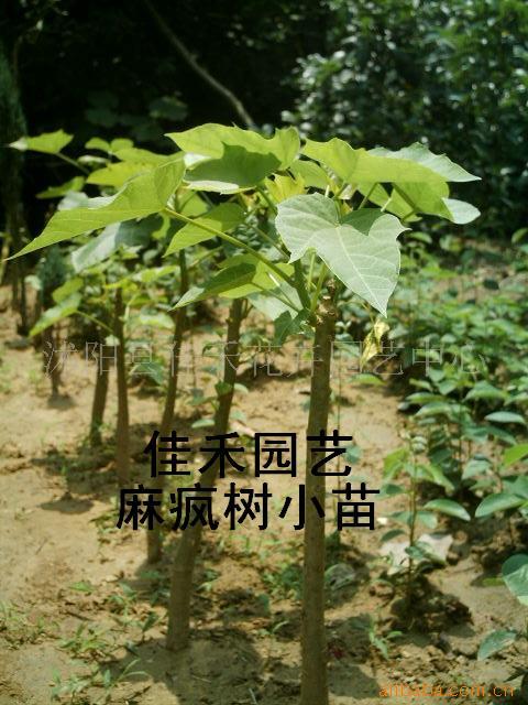 200꣨СͩӡͩС