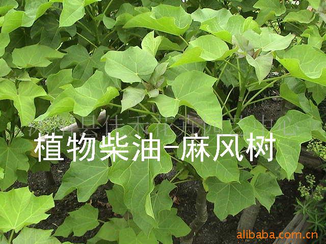 100꣨СͩӡͩС