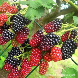 Ӣݮ