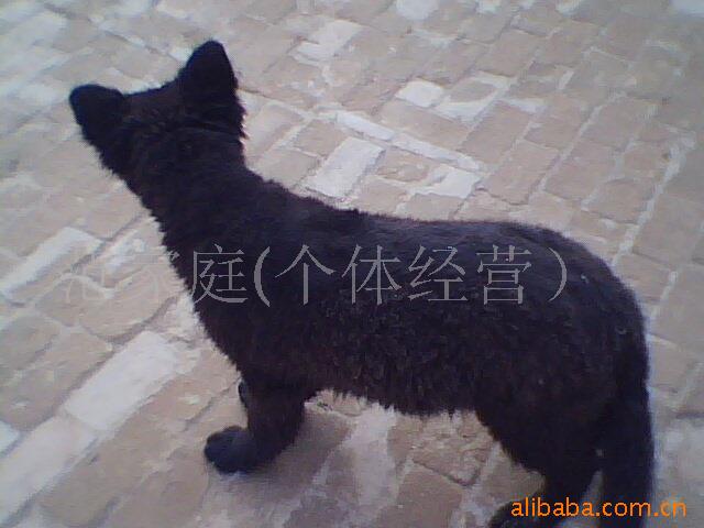 批发批发白条狗肉,带皮狗肉