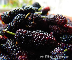 mulberryٶɣٶɣֱ