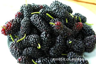 Mulberryٶɣɣسֱ