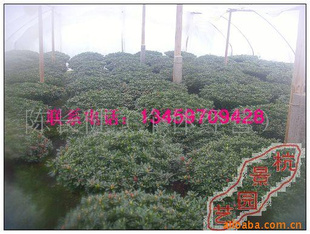 60ֶž黨õž