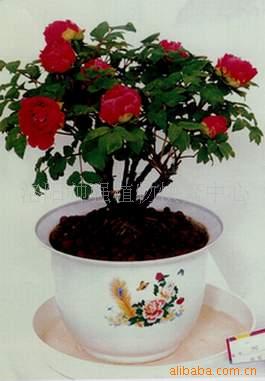 盆栽洛阳芍苗木