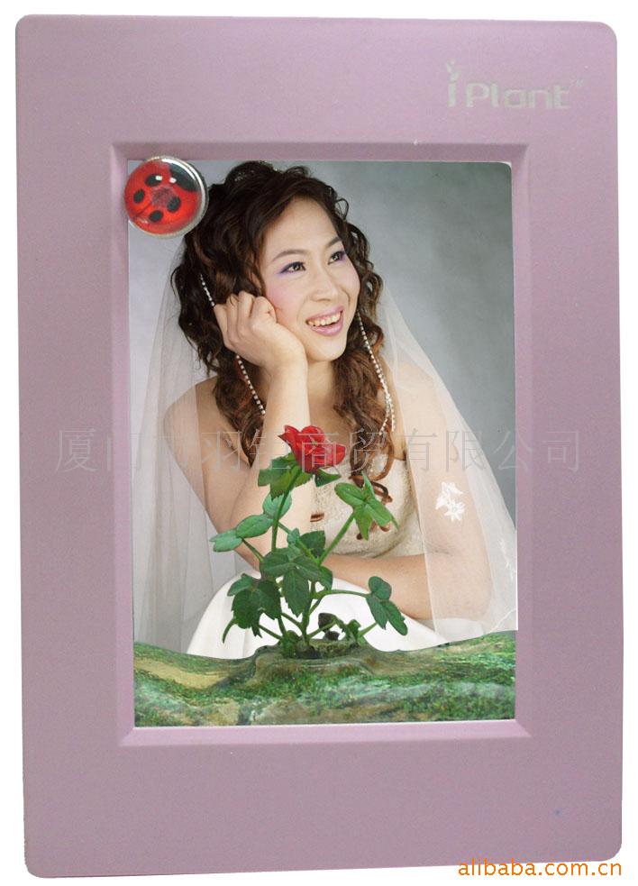 玫瑰花,玫瑰,仙人掌
