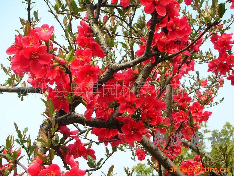快递邮购海棠花、木香花、月季花家庭观赏花卉盆栽