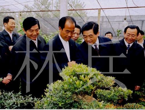 ֻ辰