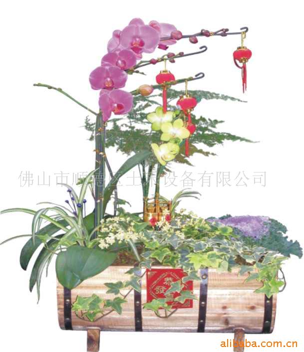 花之星,蝴蝶兰 兰花,摆花,赏花,花朵,新年花,花