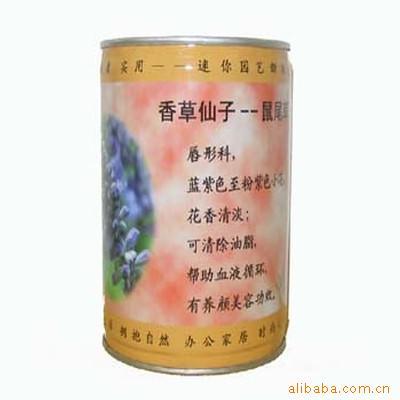 你园艺盆栽盆景小植物-易拉罐魔豆系列之香草仙子