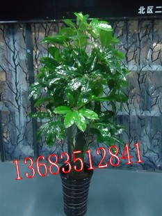 һƷž黨13683512841ֲ