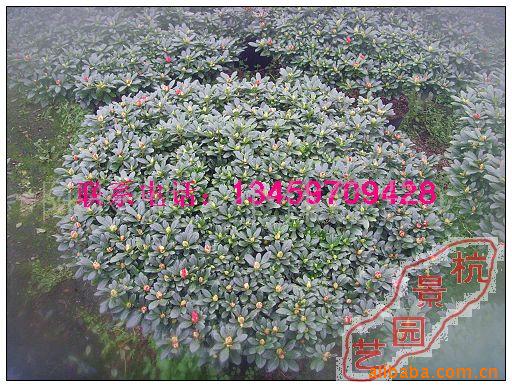 90ֶž黨ֱ