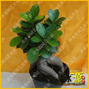 ޽СڹҶֲ6.50Ԫ/