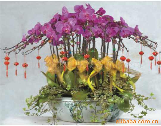 花之星,兰花,摆花,赏花,花朵,新年花,年花,花