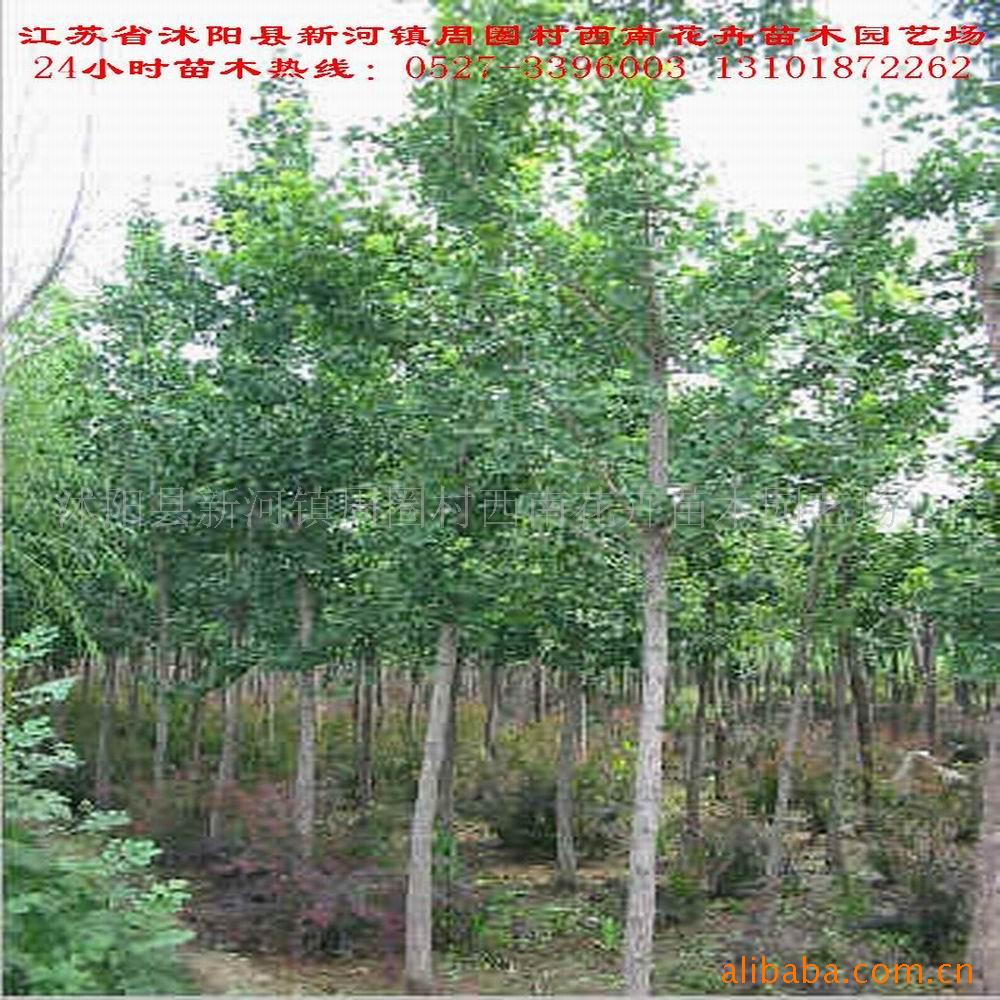 ӴС1-20cm