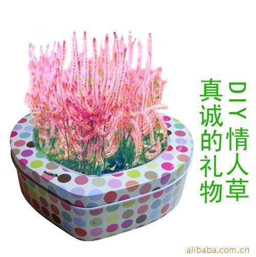 家庭办公园艺,情人草情侣礼品,DIY心型情侣盆栽景