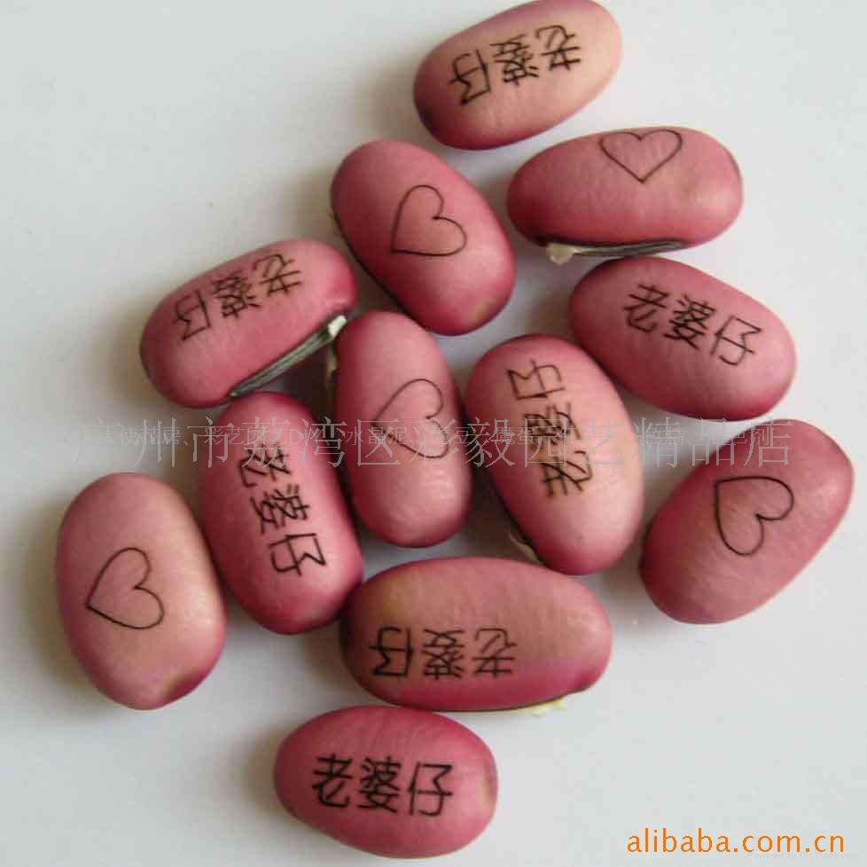 魔豆种子