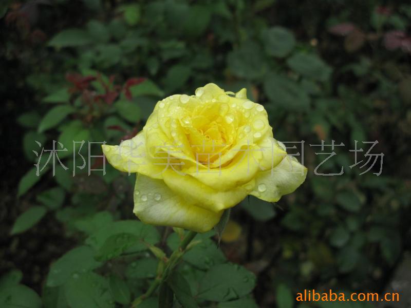 玫瑰花,白,黄,黑,红,紫盆景