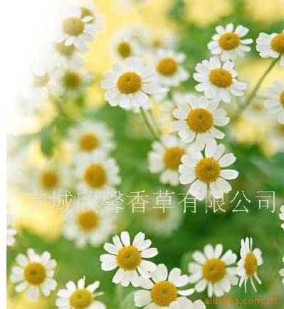 辰——ʾճ깩