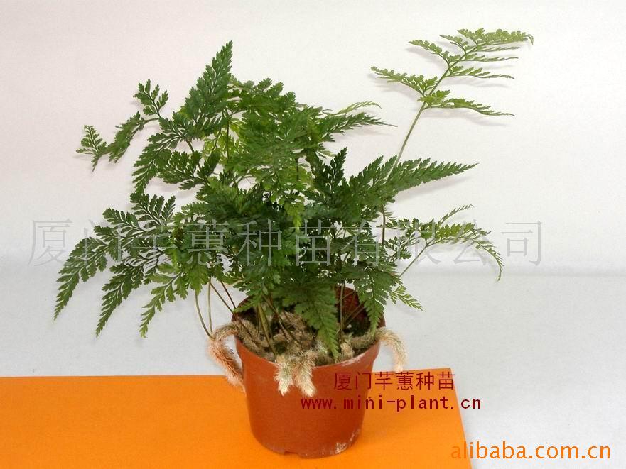 微型盆景批发(图)