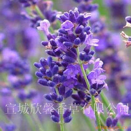 辰——޹²ݳ깩