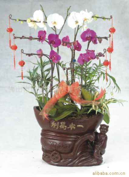 花之星,兰花,摆花,赏花,花朵,新年花,年花,花