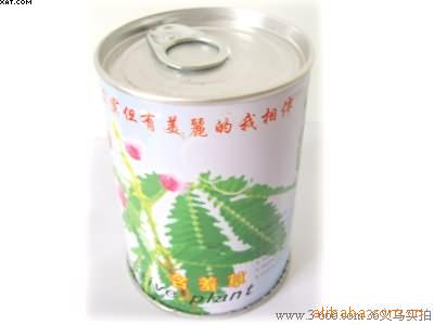 工艺品,园艺DIY,diy园艺,神气易拉罐含