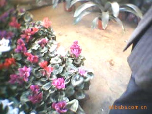 Ļʻ辰