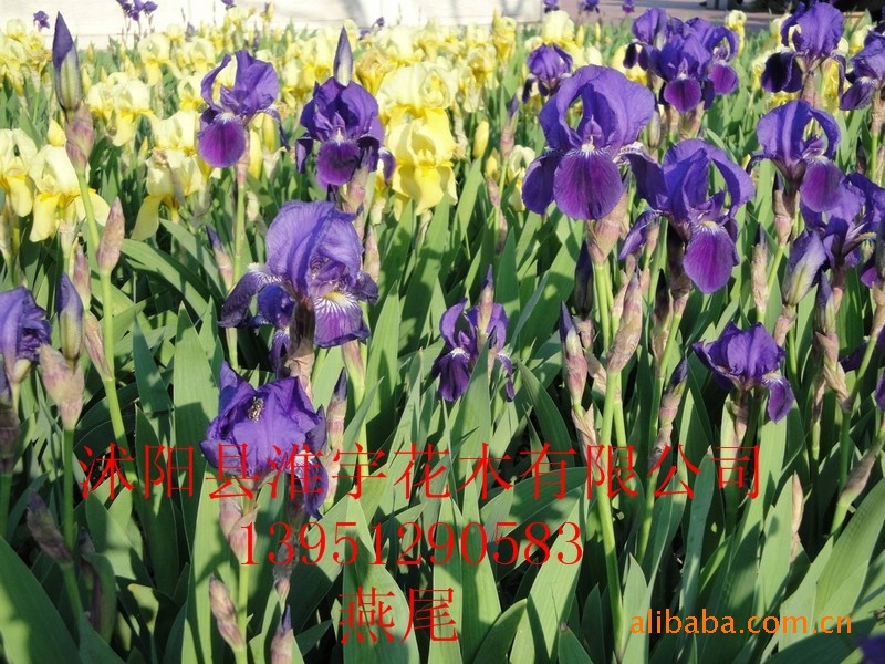 ֻľԼֲݻβ